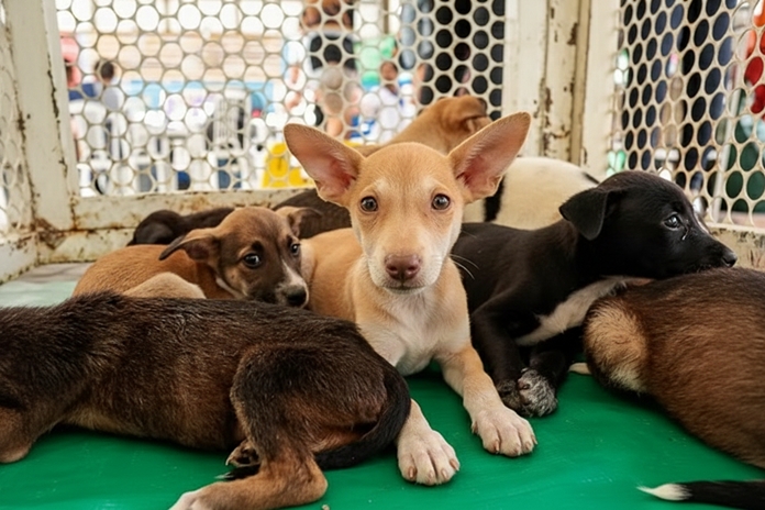 animais para adoção em caruaru gmk imagens br